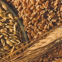 Ukrainian grain harvest is likely to meet expectations of 60m tonnes this year Ukrainian grain harvest is likely to meet expectations of 60m tonnes this year