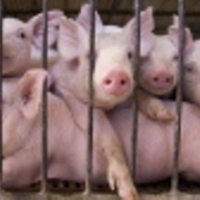 Previous US dollars exchange rate growth caused dramatical increase in prices of pork Previous US dollars exchange rate growth caused dramatical increase in prices of pork