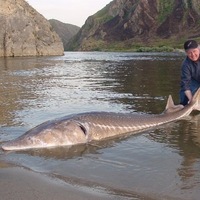 Fish supply on the Ukrainian market reduced by 34% Fish supply on the Ukrainian market reduced by 34%