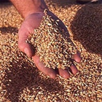 Sales of grain and leguminous plants in Ukraine increased by 10,4% Sales of grain and leguminous plants in Ukraine increased by 10,4%