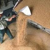 Belarus to increase export of agricultural products by 13% Belarus to increase export of agricultural products by 13%