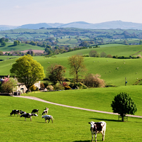 New Zealand dairy commodities fall in Chinese stock exchange aftershock New Zealand dairy commodities fall in Chinese stock exchange aftershock
