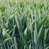 Agricultural Holdings in Ukraine. Explosive Growth During the First Five Years Agricultural Holdings in Ukraine. Explosive Growth During the First Five Years