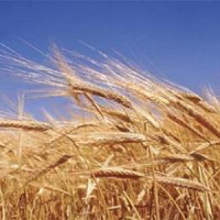 Northern arable farmers going into autumn facing losses on crops Northern arable farmers going into autumn facing losses on crops