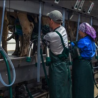 тваринництво стагнація держпідтримка дотації бюджет тваринництво стагнація держпідтримка дотації бюджет