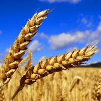 60 M tons yield of grains in Ukraine foreseen by UCAB 60 M tons yield of grains in Ukraine foreseen by UCAB