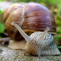 snails UCAB import snails UCAB import