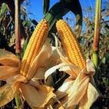 Ukraine exports corn Prysiazhniuk Ukraine exports corn Prysiazhniuk
