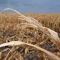 Draft law No. 4309 to prevent further development of agriculture sector Draft law No. 4309 to prevent further development of agriculture sector