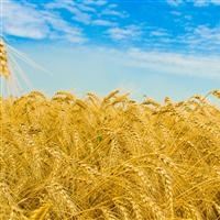 Рекордный урожай аграрии убытки Рекордный урожай аграрии убытки