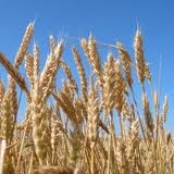 АПК прогнозы аграрный рынок АПК прогнозы аграрный рынок