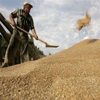 Россия Украины зерновоq пул зерновые зерно Россия Украины зерновоq пул зерновые зерно