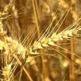 Ukrainian Agribusiness Opportunity & Potential Ukrainian Agribusiness Opportunity & Potential
