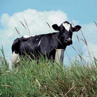 Livestock Dairy agriculture Livestock Dairy agriculture