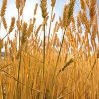 Закупівельні ціни на зерно побили історичний рекорд Закупівельні ціни на зерно побили історичний рекорд