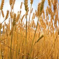 Ukrainian grain harvest is likely to meet expectations of 60m tonnes this year