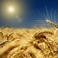 Поточна ситуація в агросекторі Поточна ситуація в агросекторі