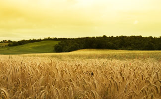 The Largest Agriholdings of Ukraine 2015 The Largest Agriholdings of Ukraine 2015